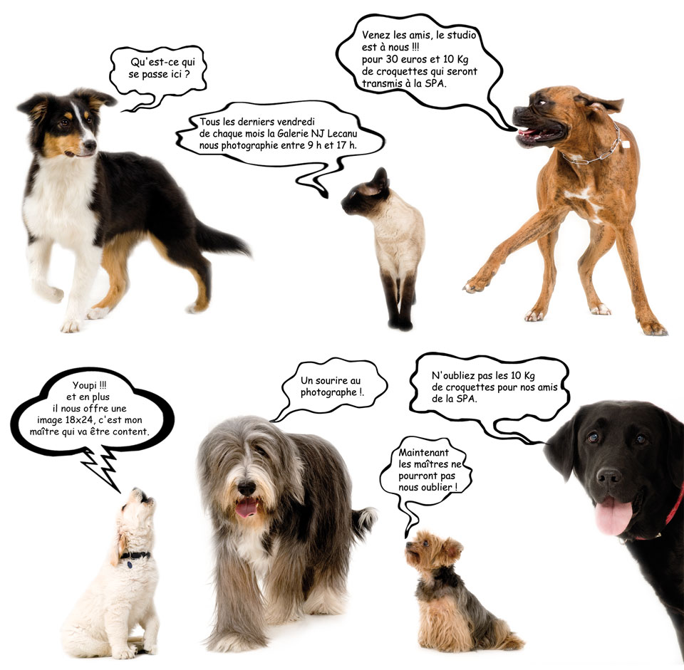 Opération Photos de Chiens et de Chats avec la SPA de Caen
