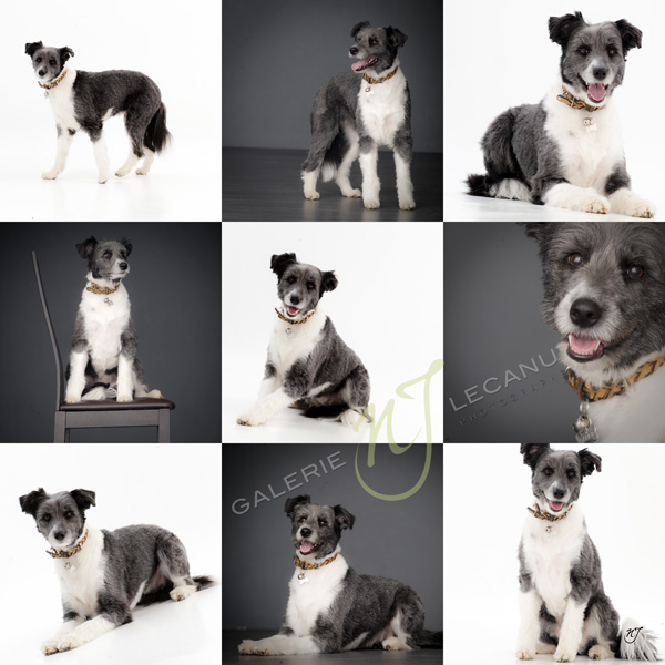 Caline, Border Collie de 4 ans