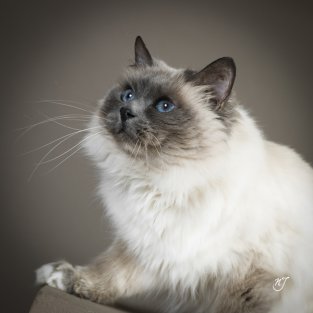 PORTRAITS DE CHATS